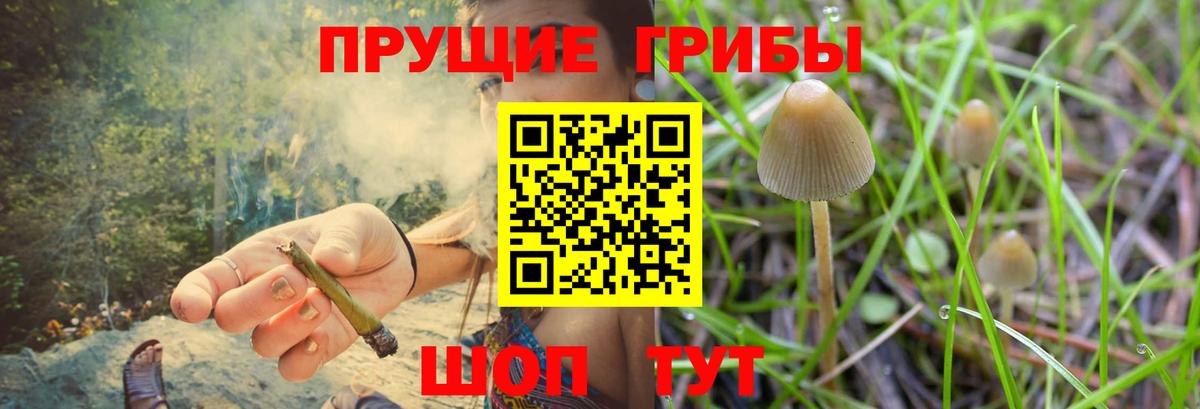 Димитровград  Псилоцибиновые грибы мицелий  Галлюциногенные грибы Cubensis  Вход с VPN 